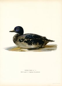 Orchetto marino da Magnus Ferdinand and Wilhelm von Wright