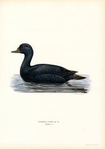 Orchetto marino da Magnus Ferdinand and Wilhelm von Wright