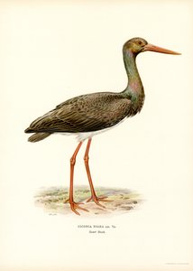 Cicogna nera