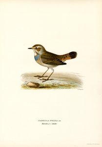 Pettazzurro