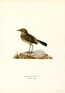 Pettazzurro