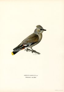 Beccofrusone