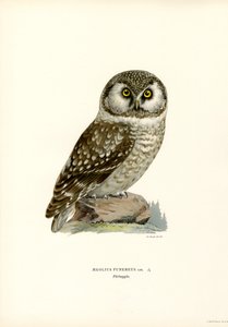 Civetta boreale da Magnus Ferdinand and Wilhelm von Wright