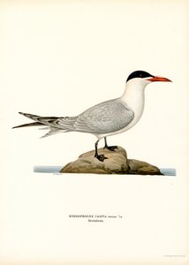 Sterna caspia