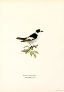 Balia dal collare