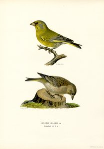 Verdone