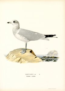 Gabbiano comune