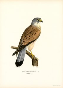 Gheppio comune da Magnus Ferdinand and Wilhelm von Wright