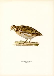 Quaglia comune da Magnus Ferdinand and Wilhelm von Wright