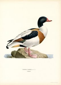 Volpoca