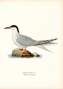 Sterna comune (litografia a colori) da Magnus Ferdinand and Wilhelm von Wright