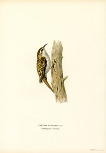 Rampichino comune da Magnus Ferdinand and Wilhelm von Wright