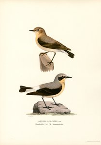 Culbianco da Magnus Ferdinand and Wilhelm von Wright