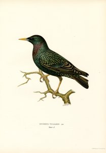 Storno comune da Magnus Ferdinand and Wilhelm von Wright
