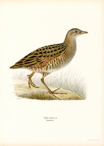 Re di quaglie da Magnus Ferdinand and Wilhelm von Wright