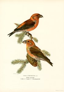 Crociere