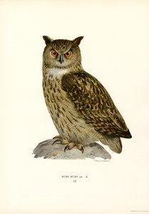 Gufo reale da Magnus Ferdinand and Wilhelm von Wright