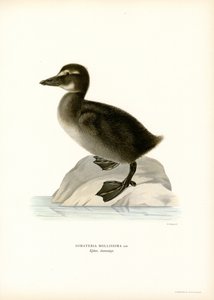Edredone da Magnus Ferdinand and Wilhelm von Wright