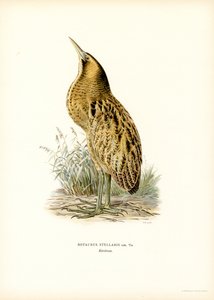 Tarabuso eurasiatico da Magnus Ferdinand and Wilhelm von Wright