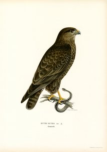 Poiana eurasiatica da Magnus Ferdinand and Wilhelm von Wright