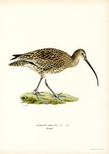 Chiurlo eurasiatico da Magnus Ferdinand and Wilhelm von Wright