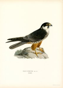 Lodolaio eurasiatico da Magnus Ferdinand and Wilhelm von Wright