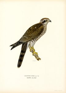 Sparviero eurasiatico da Magnus Ferdinand and Wilhelm von Wright