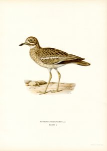 Occhione eurasiatico da Magnus Ferdinand and Wilhelm von Wright