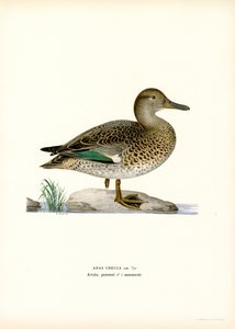 Alzavola eurasiatica da Magnus Ferdinand and Wilhelm von Wright