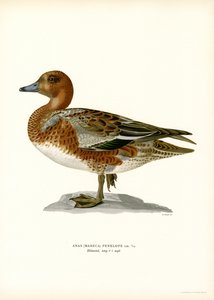 Fischione da Magnus Ferdinand and Wilhelm von Wright