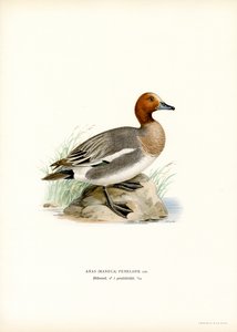 Fischione eurasiatico