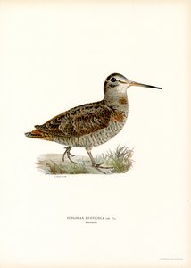 Beccaccia eurasiatica da Magnus Ferdinand and Wilhelm von Wright