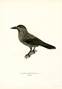 Nocciolaia