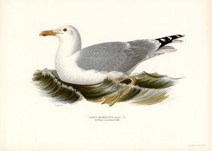 Gabbiano reale europeo da Magnus Ferdinand and Wilhelm von Wright