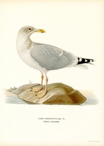 Gabbiano reale europeo
