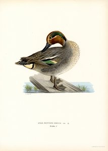 Alzavola europea da Magnus Ferdinand and Wilhelm von Wright