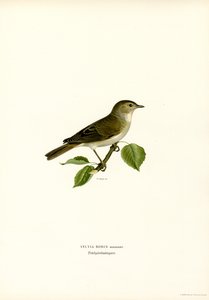 Beccafico