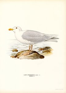 Gabbiano glauco (litografia a colori)