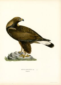 Aquila reale da Magnus Ferdinand and Wilhelm von Wright