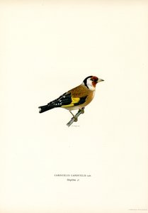 Cardellino