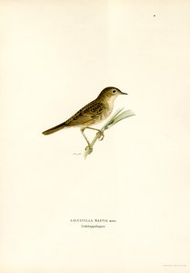 Locustella
