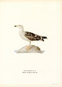 Gabbiano reale nordico
