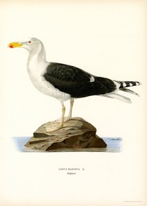 Gabbiano reale nordico da Magnus Ferdinand and Wilhelm von Wright