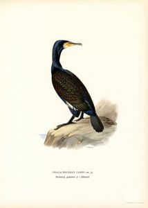 Cormorano