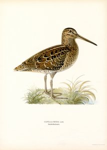 Croccolone da Magnus Ferdinand and Wilhelm von Wright