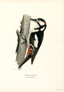 Picchio rosso maggiore da Magnus Ferdinand and Wilhelm von Wright