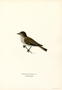 Pigliamosche grigio