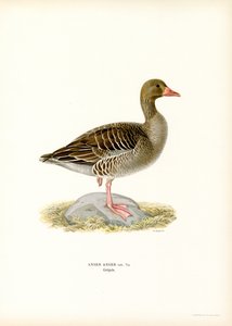 Oca grigia