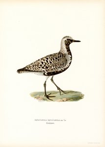 Piviere grigio