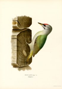 Picchio grigio